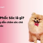 nhacuapet-cham-soc-cho-phoc-soc