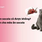 Mèo ăn socola có được không? Có nên cho mèo ăn socola