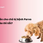 thuc-an-cho-cho-bi-benh-parvo1