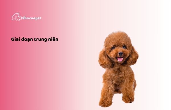 Thức ăn cho chó Poodle dạng hạt ở giai đoạn trung niên