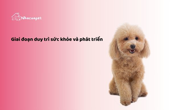 Thức ăn cho chó Poodle dạng hạt ở giai đoạn duy trì sức khỏe và phát triển