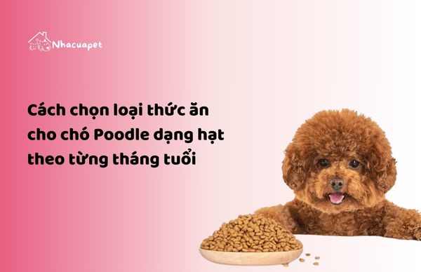 thuc-an-cho-cho-poodle-dang-hat-ncp.jpg