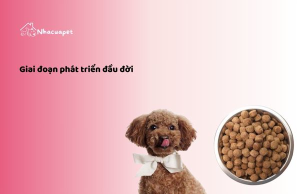 Thức ăn cho chó Poodle dạng hạt ở giai đoạn phát triển đầu đời