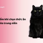 4 Sai lầm khi chọn thức ăn cho mèo trung niên