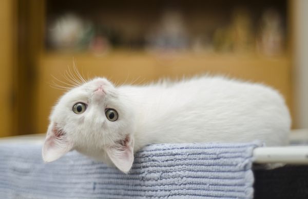 những lý do khiến mèo được yêu thích chính là vẻ ngoài đáng yêu và bộ lông mềm mượt