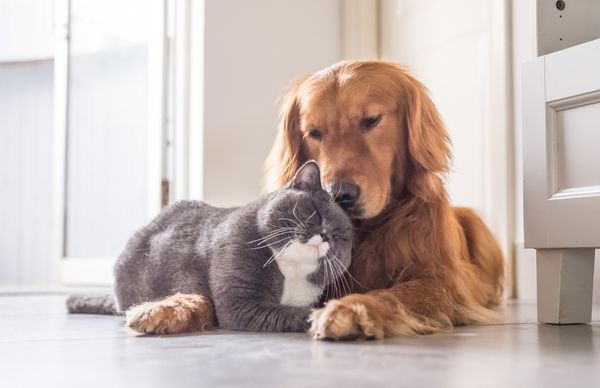 Nuôi mèo hay chó sạch sẽ hơn