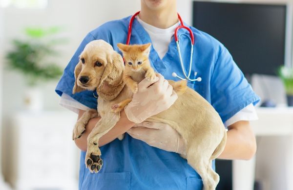 Chó hay mèo có sức khỏe tốt hơn