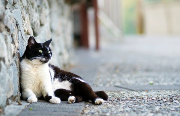 Mèo vẫn có thể tìm đường về nhà với độ chính xác cao đến 98%.